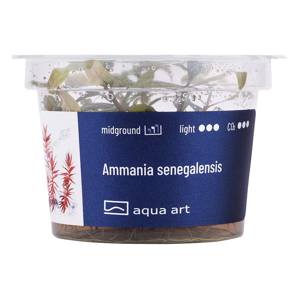 Ammannia Senegalensis in vitro – Image 2