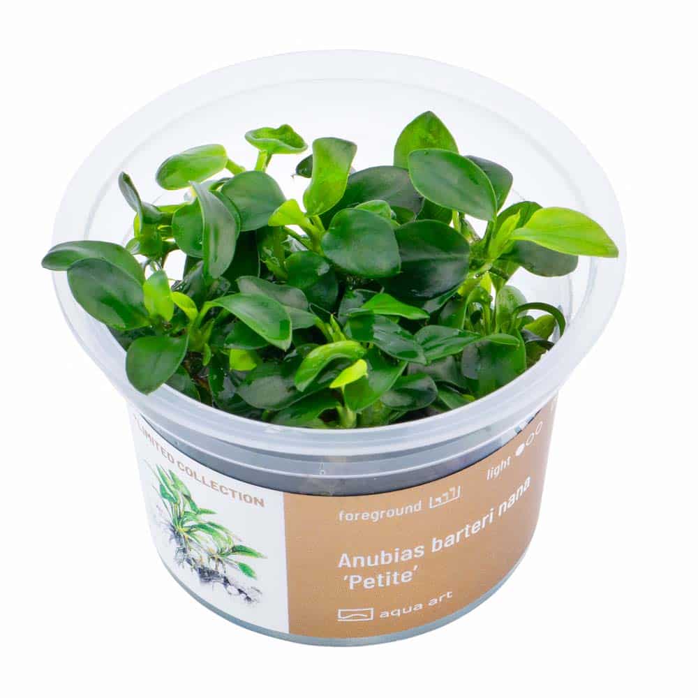 Anubias nana Petite in vitro