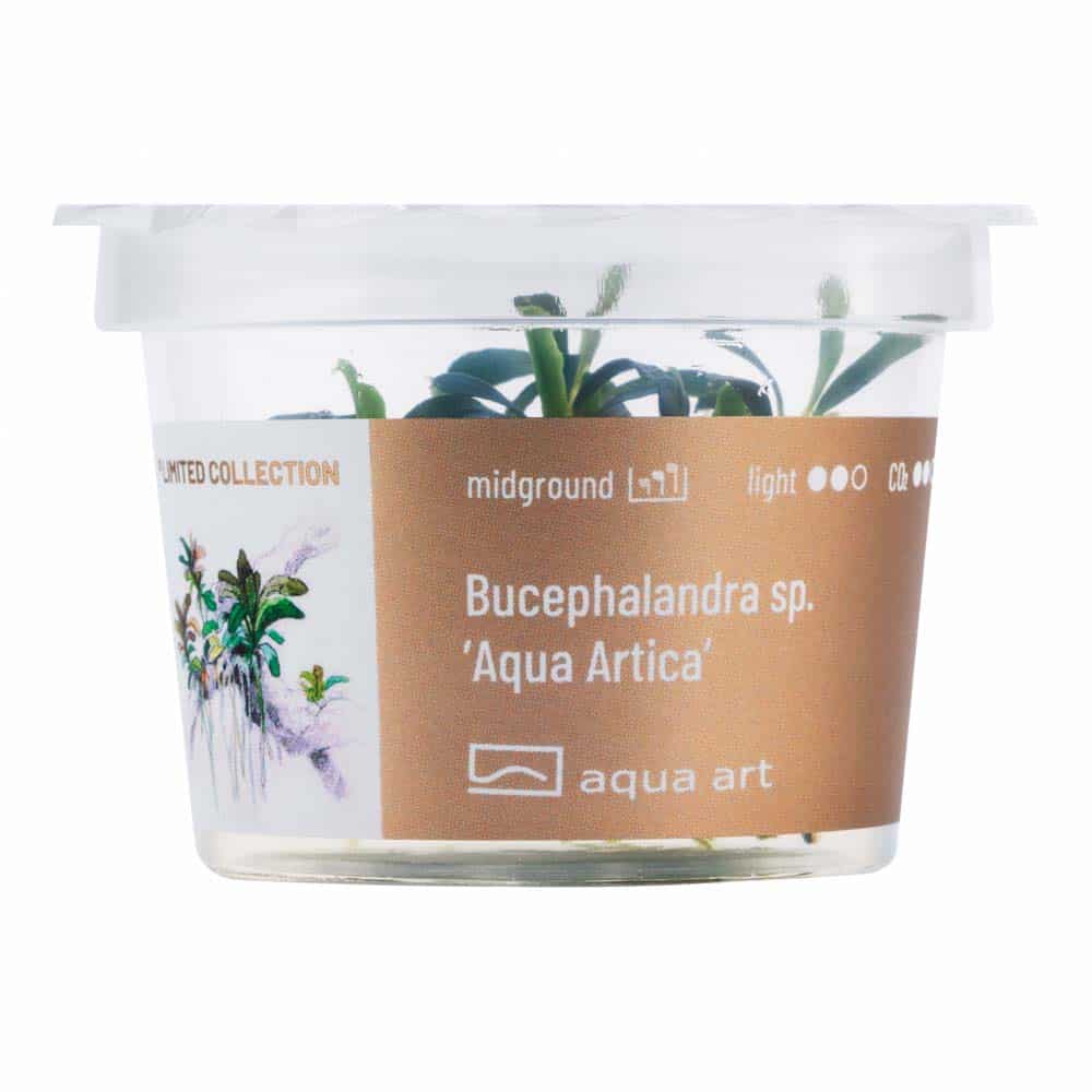 Bucephalandra sp Aqua Artica in vitro – Image 2