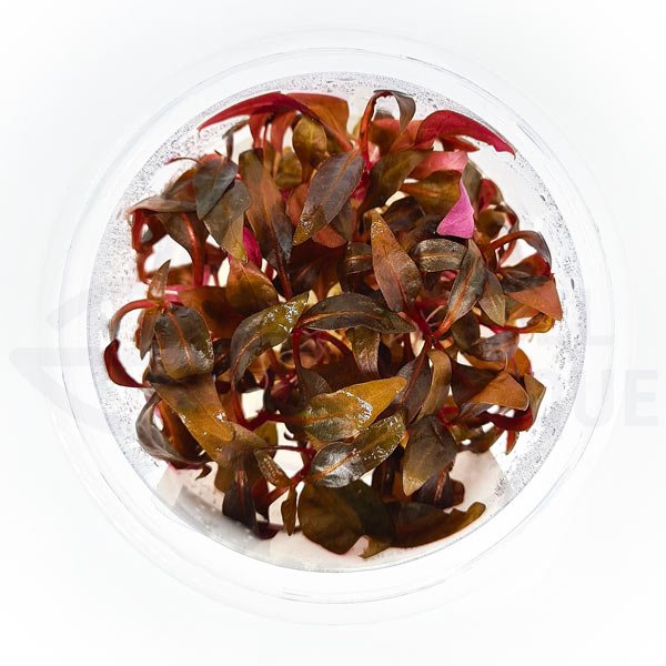 Alternanthera sp Mini in vitro