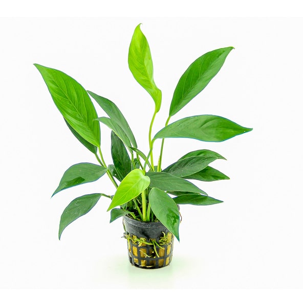 Anubias barteri var Glabra – Image 2