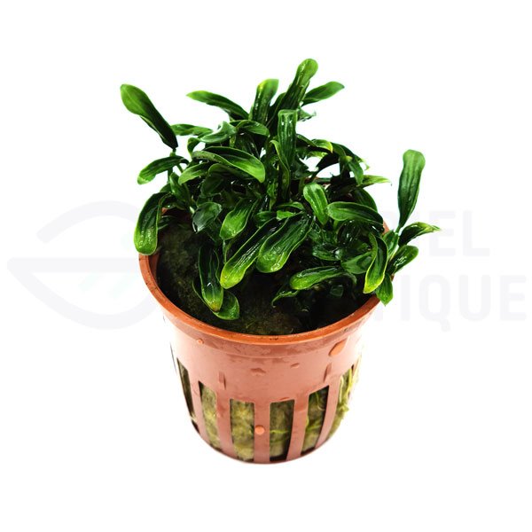 Anubias Needle Leaf – Edition limitée Tropica