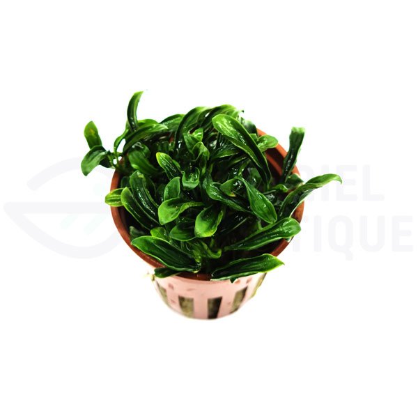 Anubias Needle Leaf – Edition limitée Tropica – Image 2