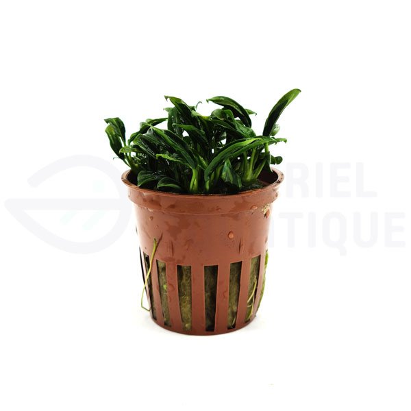 Anubias Needle Leaf – Edition limitée Tropica – Image 3