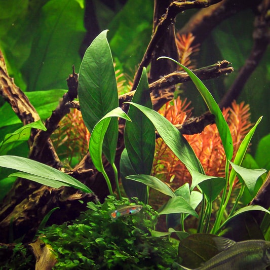 Anubias barteri var Glabra