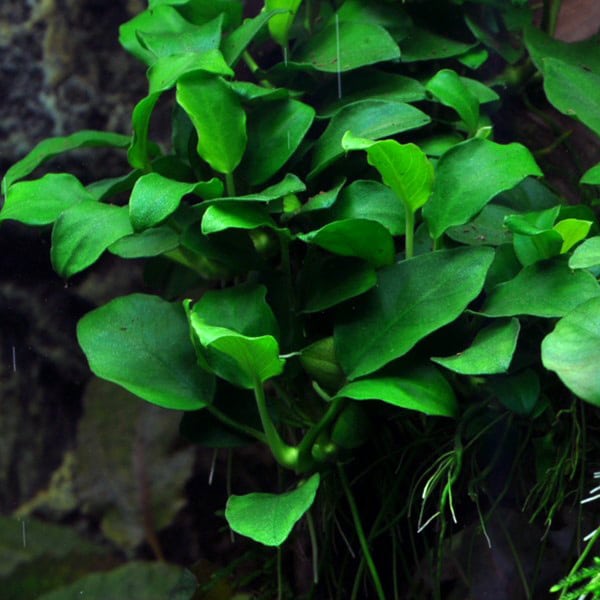 Anubias nana Petite in vitro – Image 2