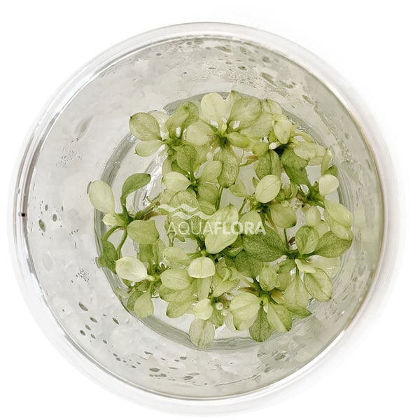 Anubias barteri var nana Snow White in vitro