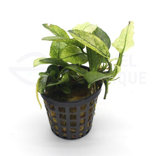 Anubias sp. White – Image 4