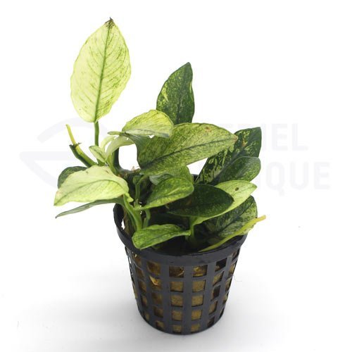 Anubias sp. White