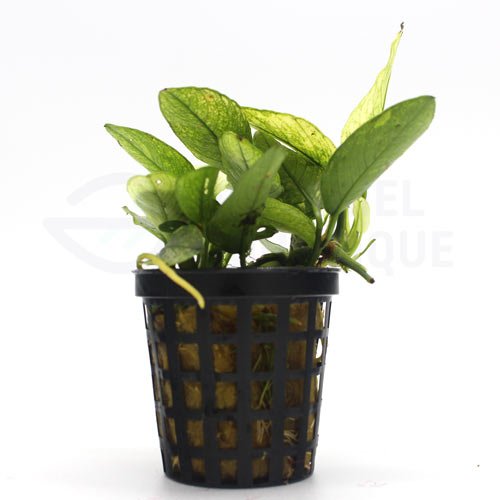Anubias sp. White – Image 3