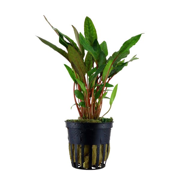 Cryptocoryne Beckettii ‘Petchii’ – Image 2