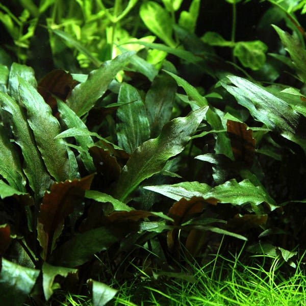 Cryptocoryne Beckettii ‘Petchii’
