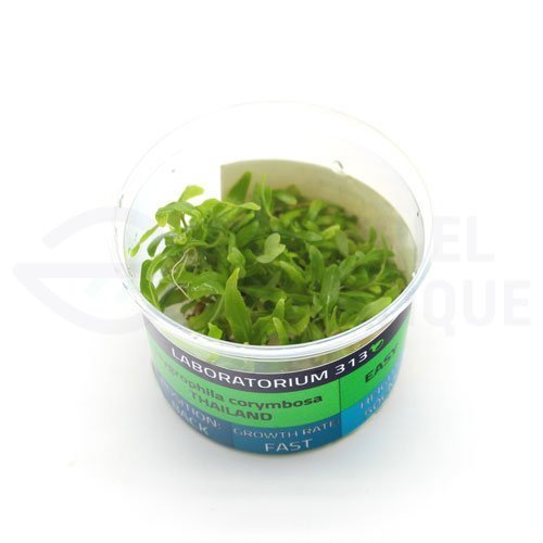 Hygrophila Corymbosa Thailand in vitro – Image 2