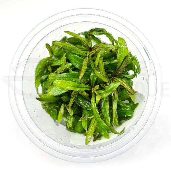 Hygrophila Corymbosa Thailand in vitro