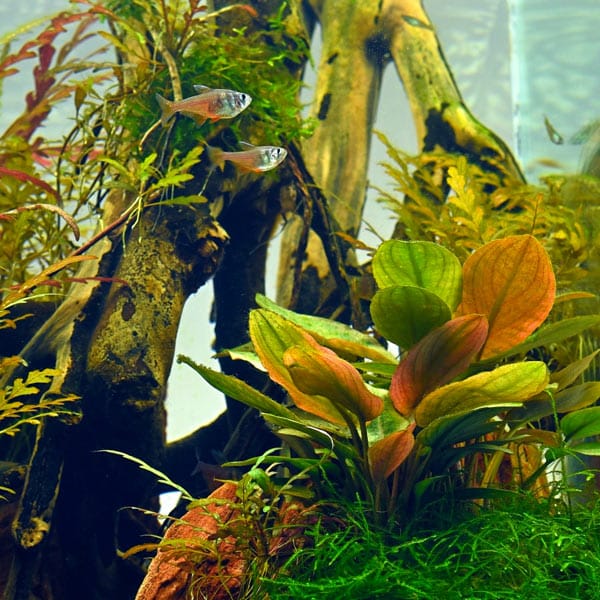 Lagenandra meeboldii Red