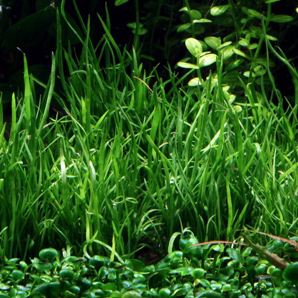 Lilaeopsis Mauritania