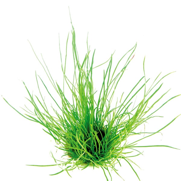 Lilaeopsis Mauritania – Image 2