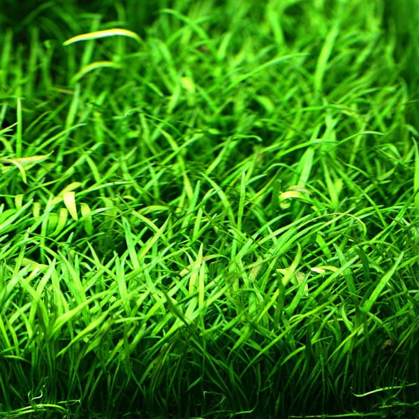 Lilaeopsis brasiliensis in vitro – Image 2