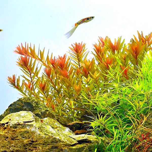 Rotala rotundifolia Orange Juice