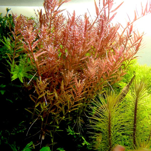 Rotala rotundifolia
